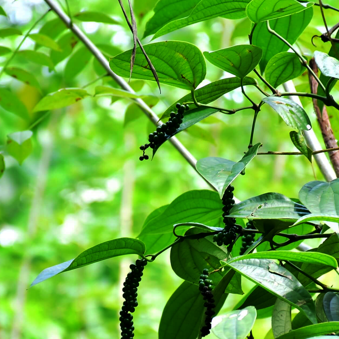 Schwarzer Pfeffer Ganz