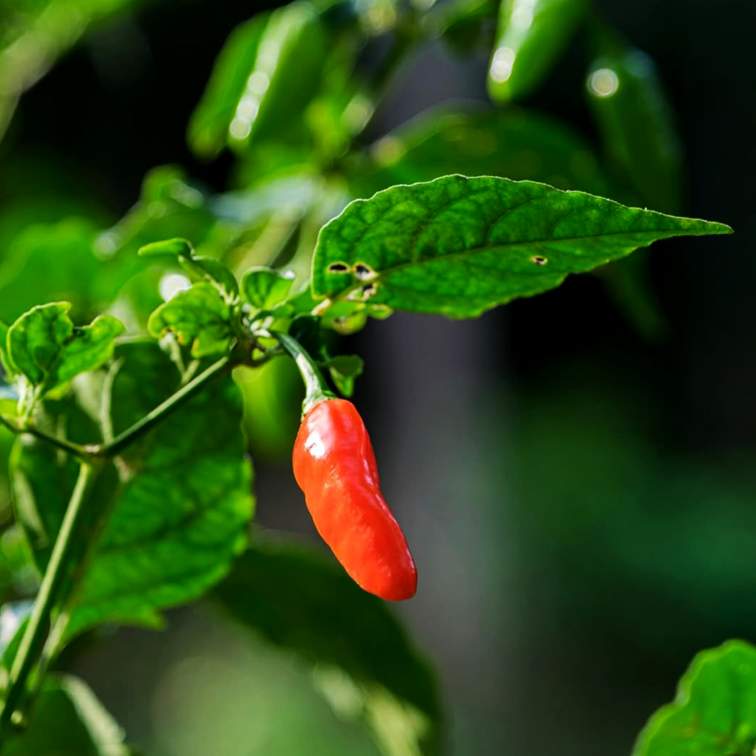 Scotch Bonnet Chili Flocken