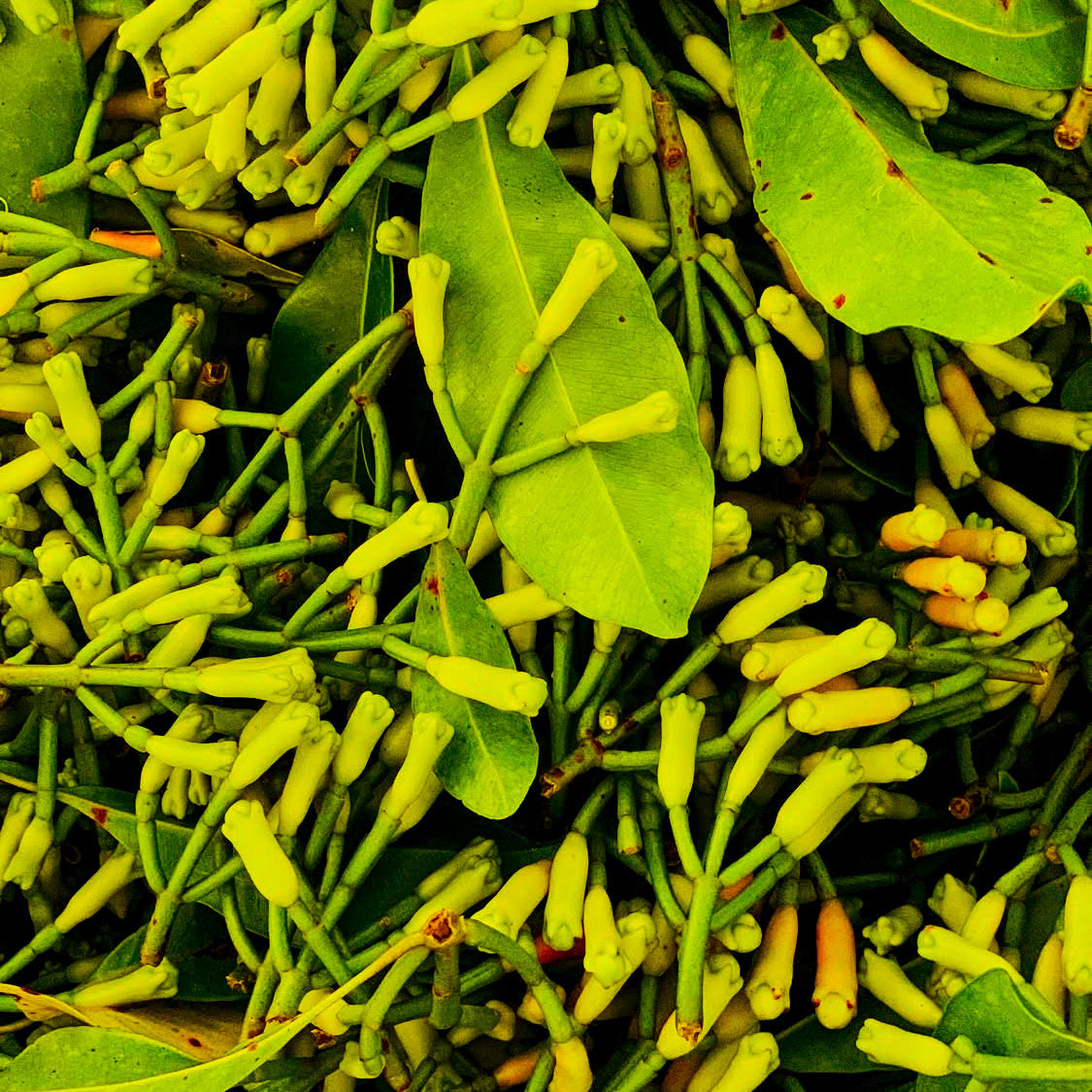 Cloves Whole