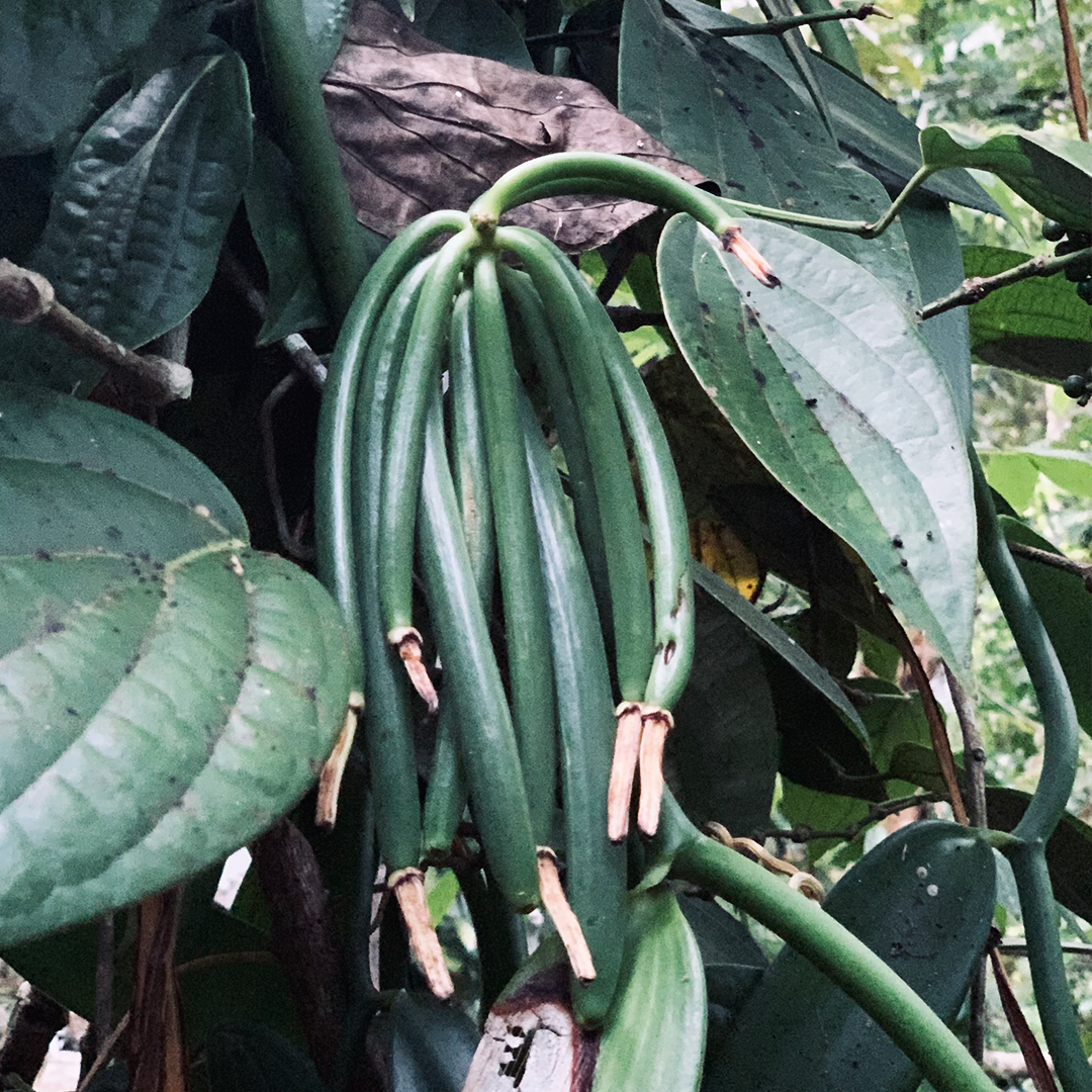 Ceylon Vanille