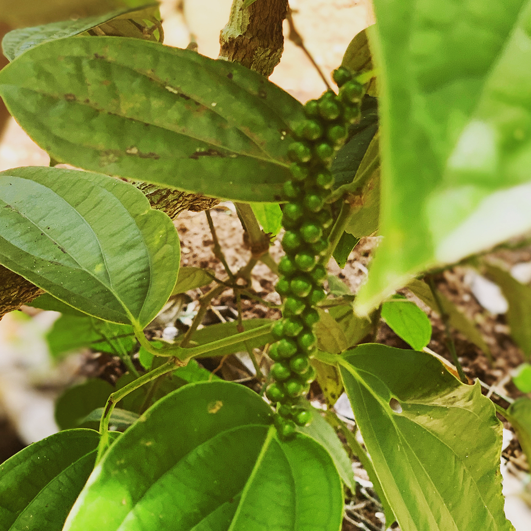 Weißer Pfeffer Ganz