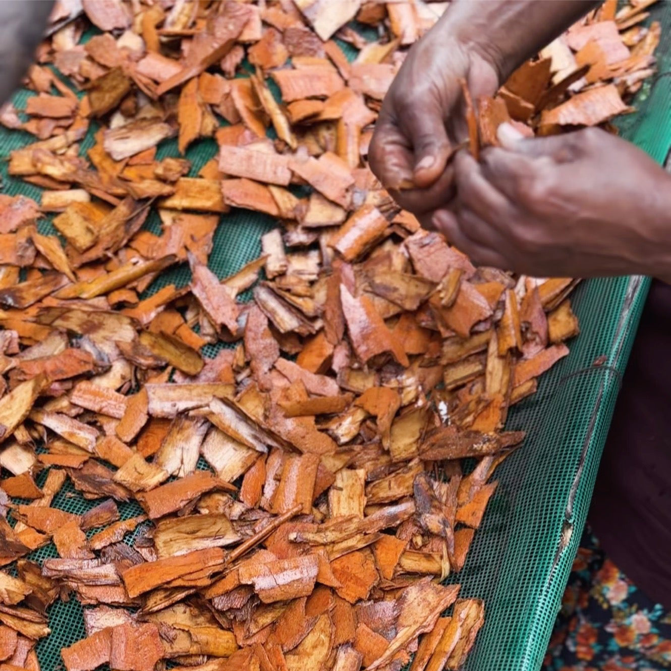 Wild Ceylon Cinnamon Powder