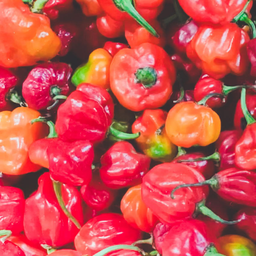 Scotch Bonnet Chili Flakes